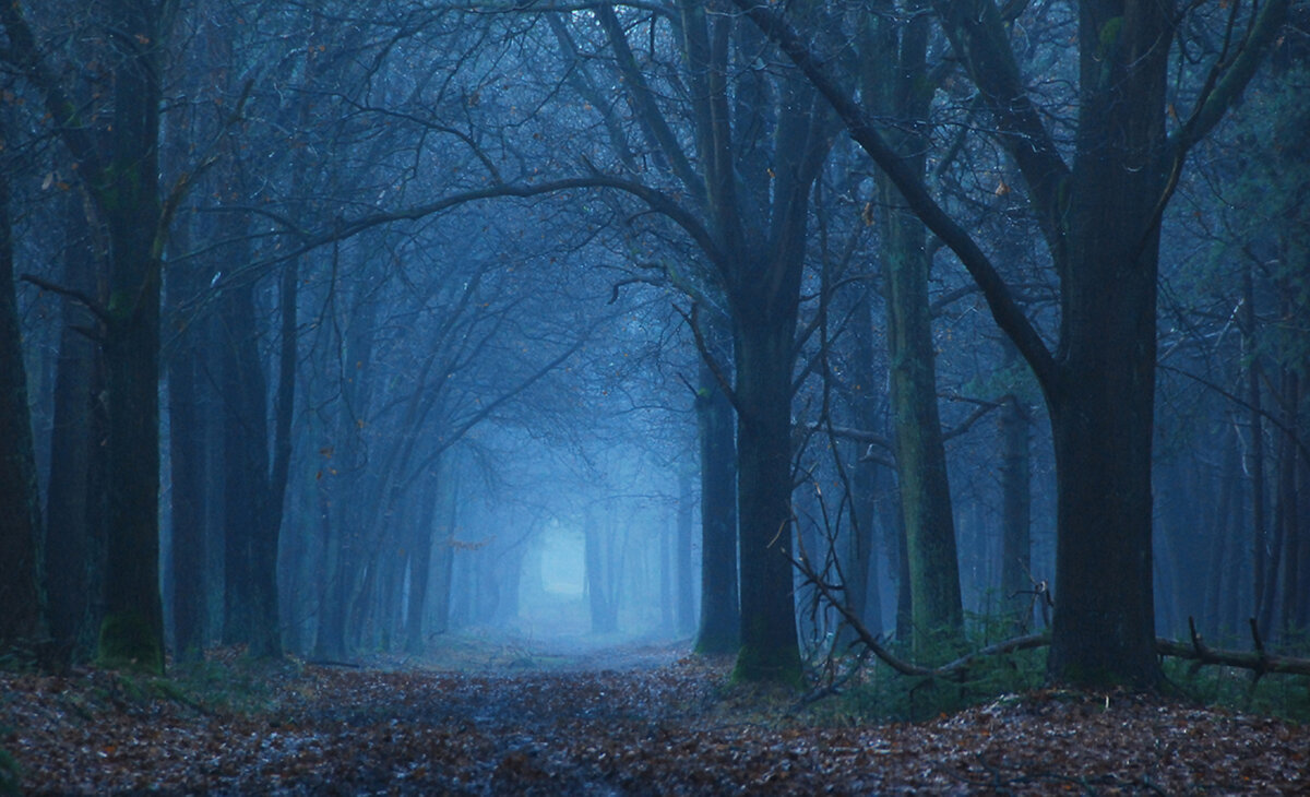 Туманный лес Сонная Лощина