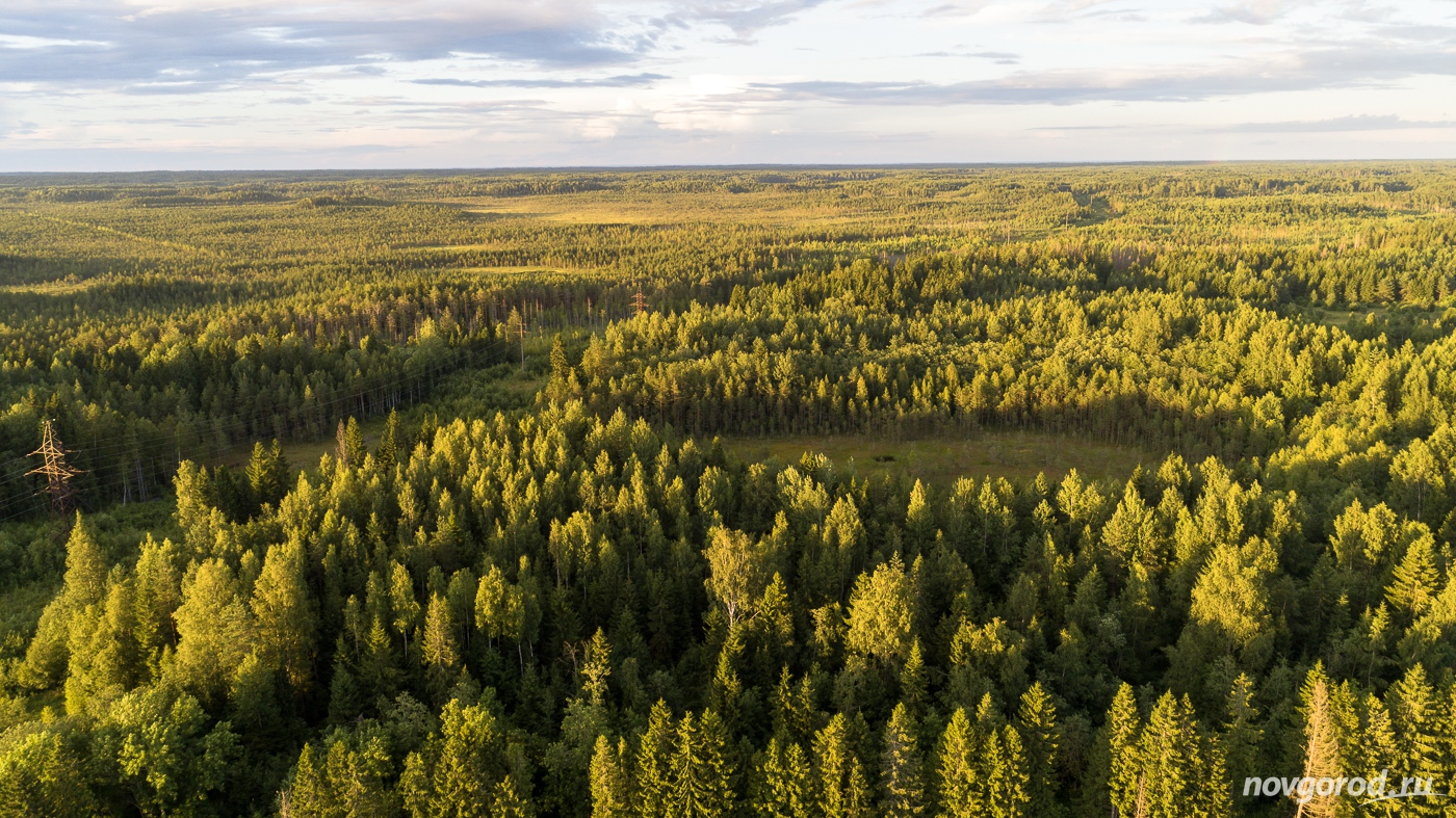 Лесные ресурсы Новгородской области