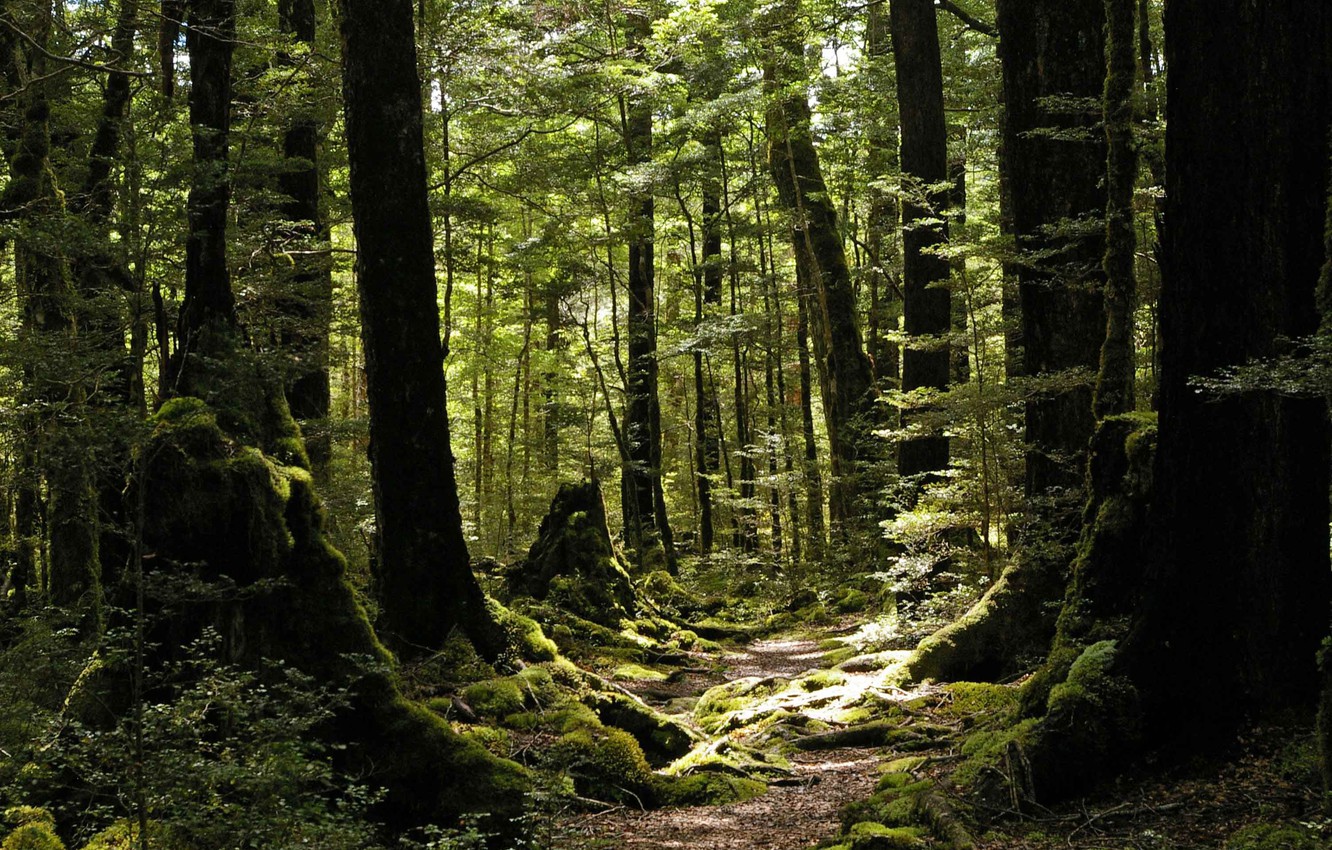 Вечнозеленый лес в новой Зеландии