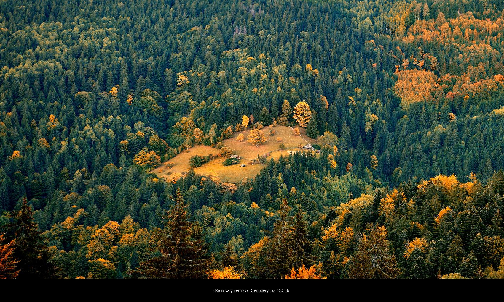 Карпатский лес фото