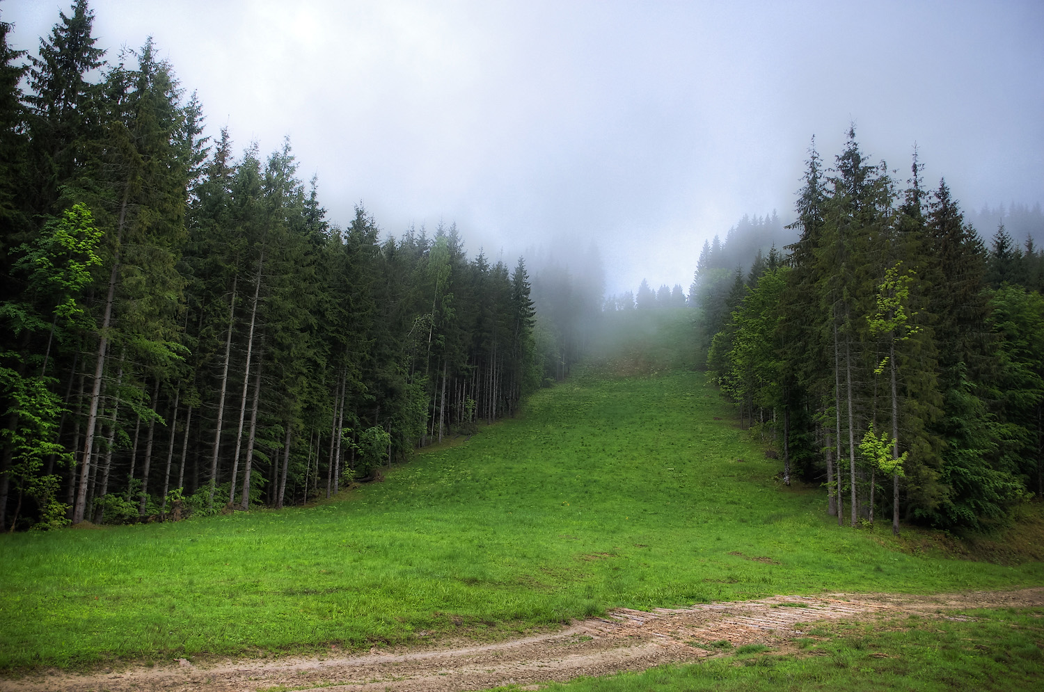 Карпатские леса фото раритетное чёрное былые