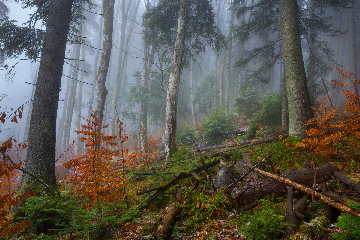 Карпатский лес