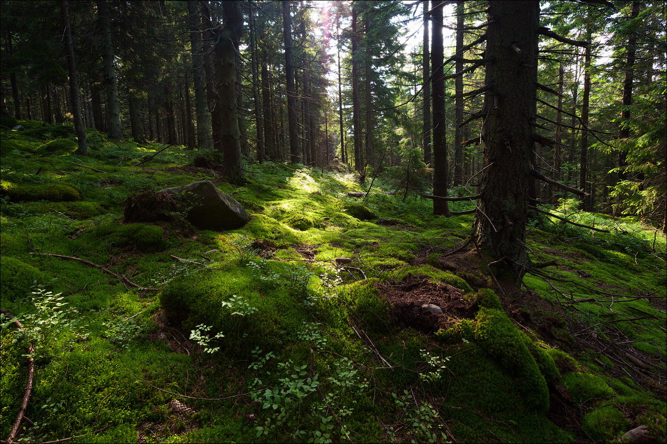 Девственные буковые леса Карпат Украина