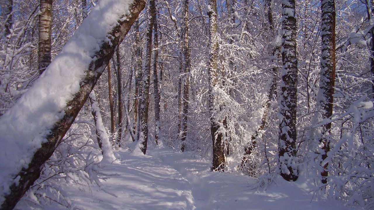 Лес заваленный снегом