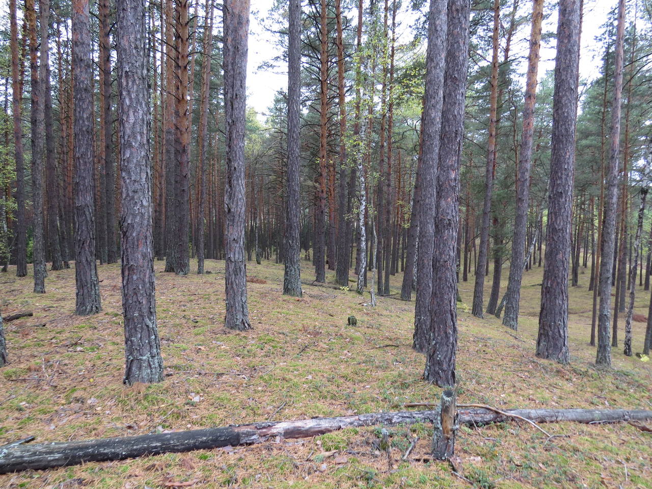 Карыжский лес Курская область