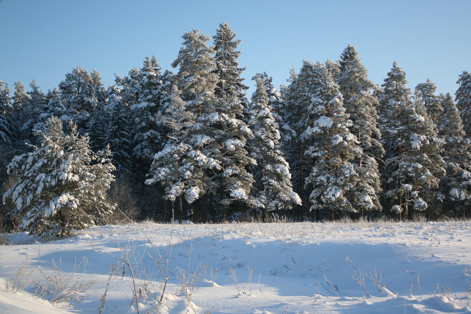 поляна зимой фото