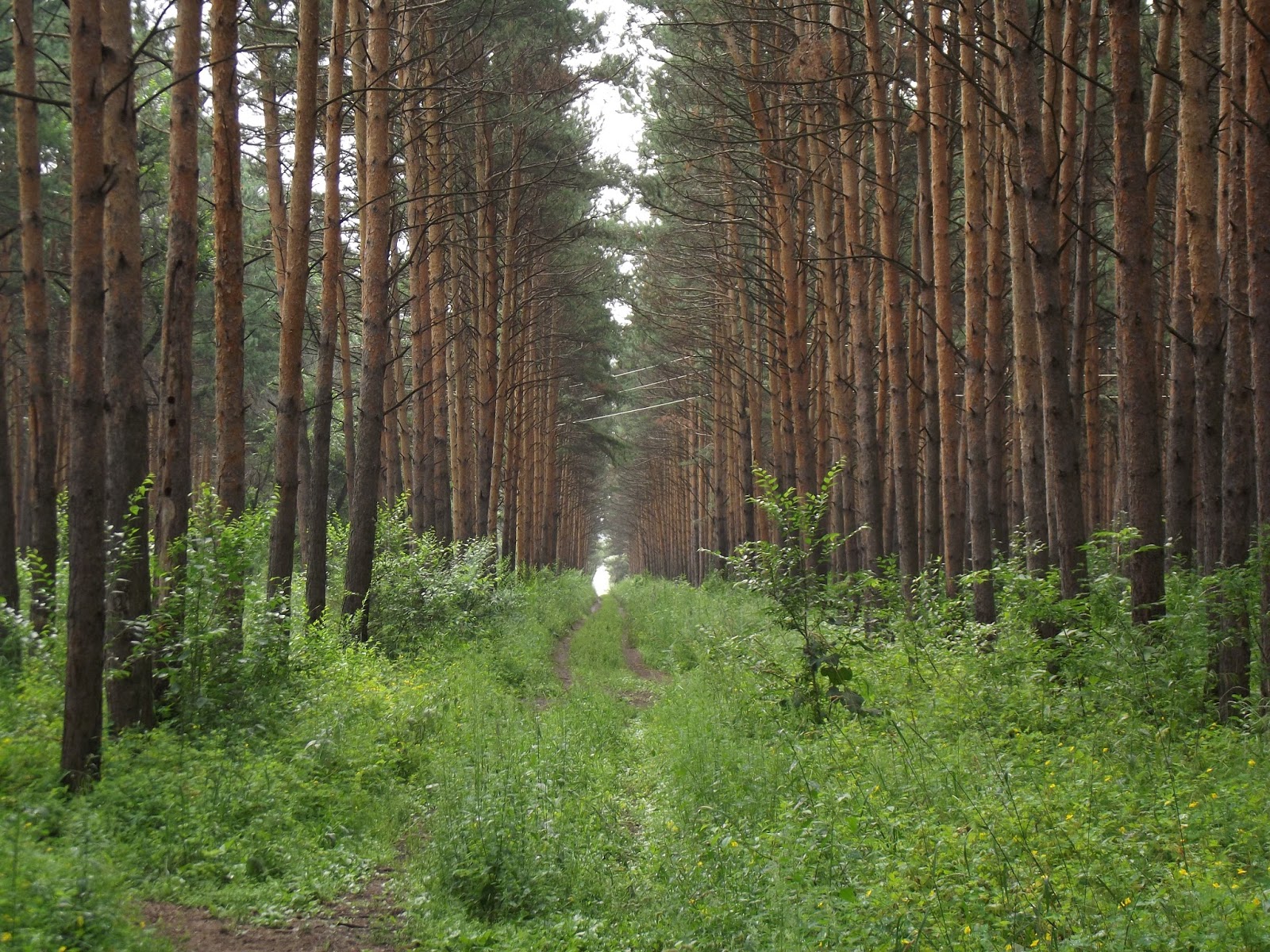 Сосновый Бор Костанай лес