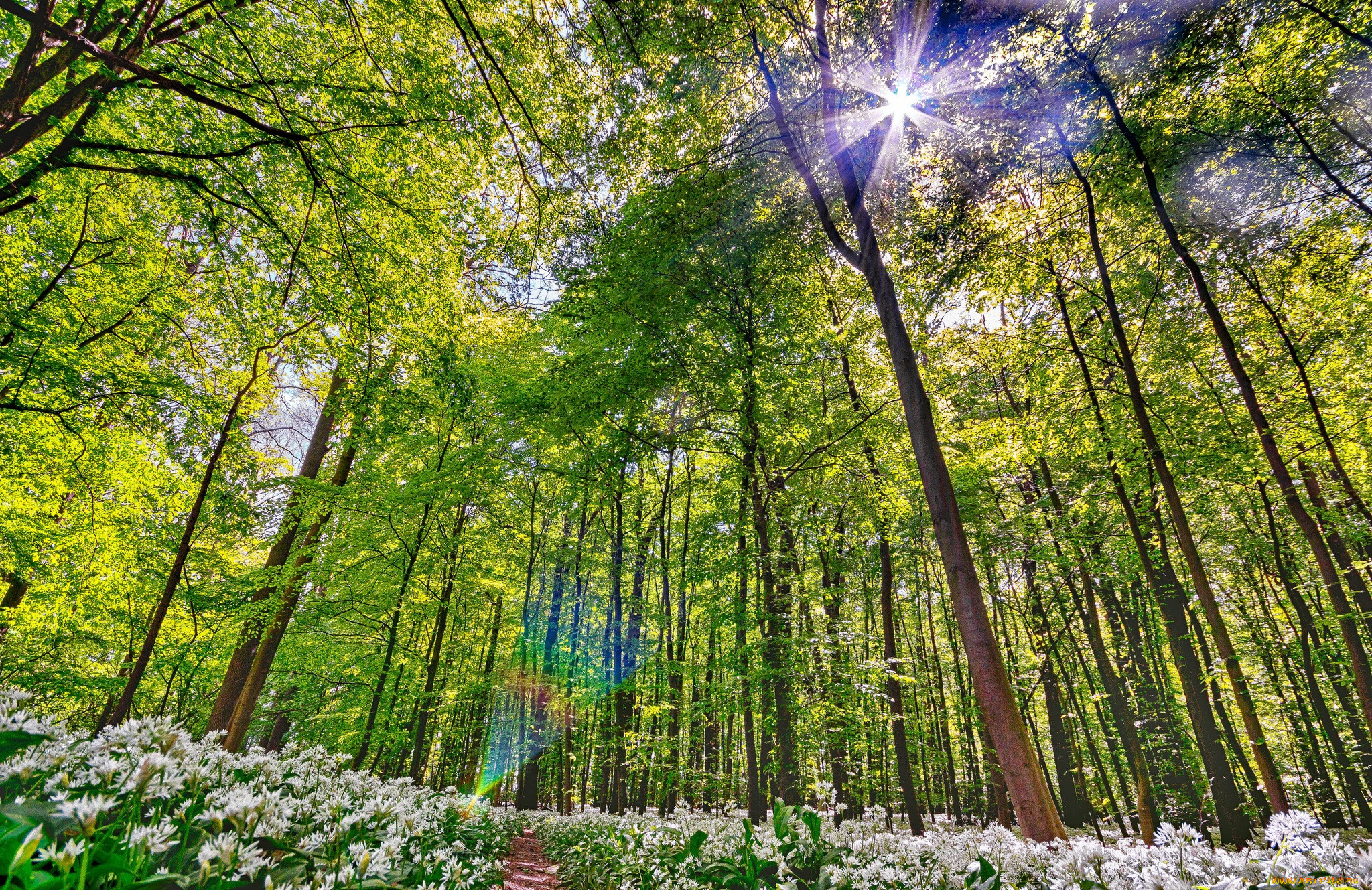Весенний лес солнце