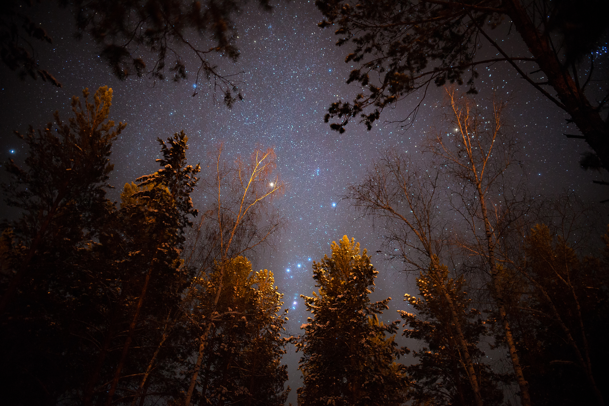 Звездное небо над зимним лесом