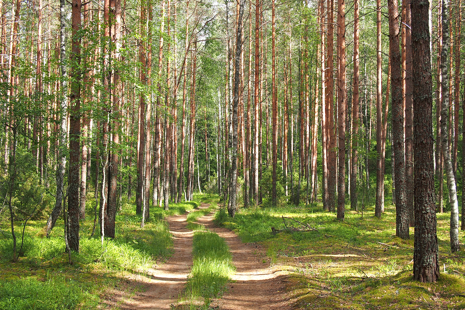 Подушкинский лес Одинцово