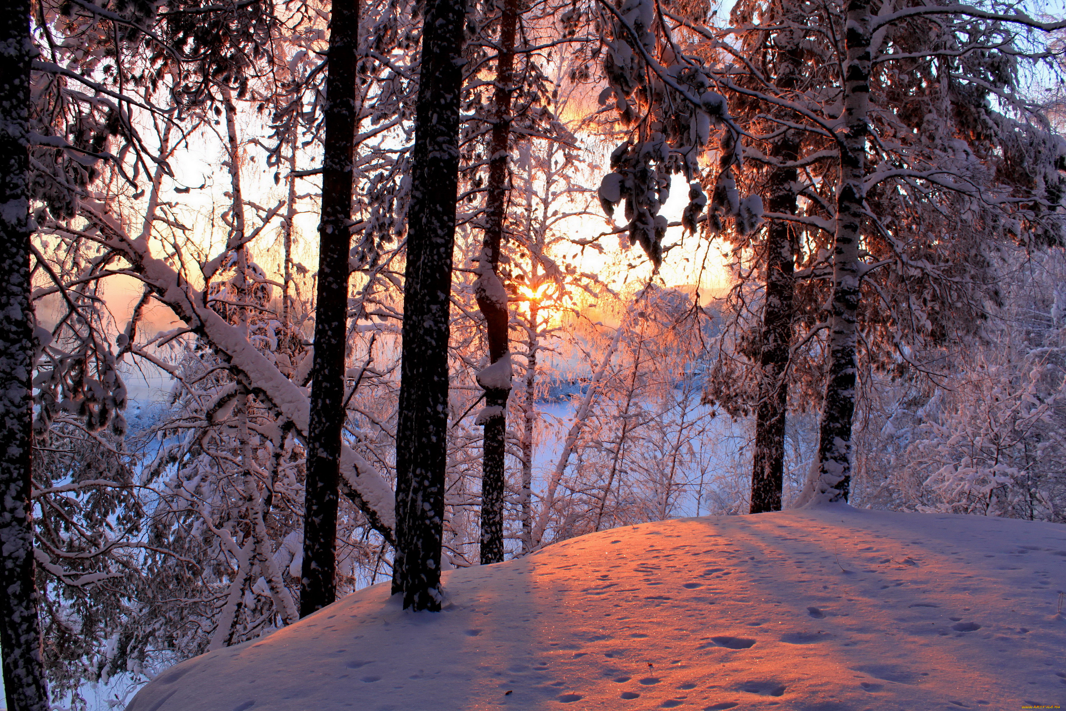 Природа зима лес