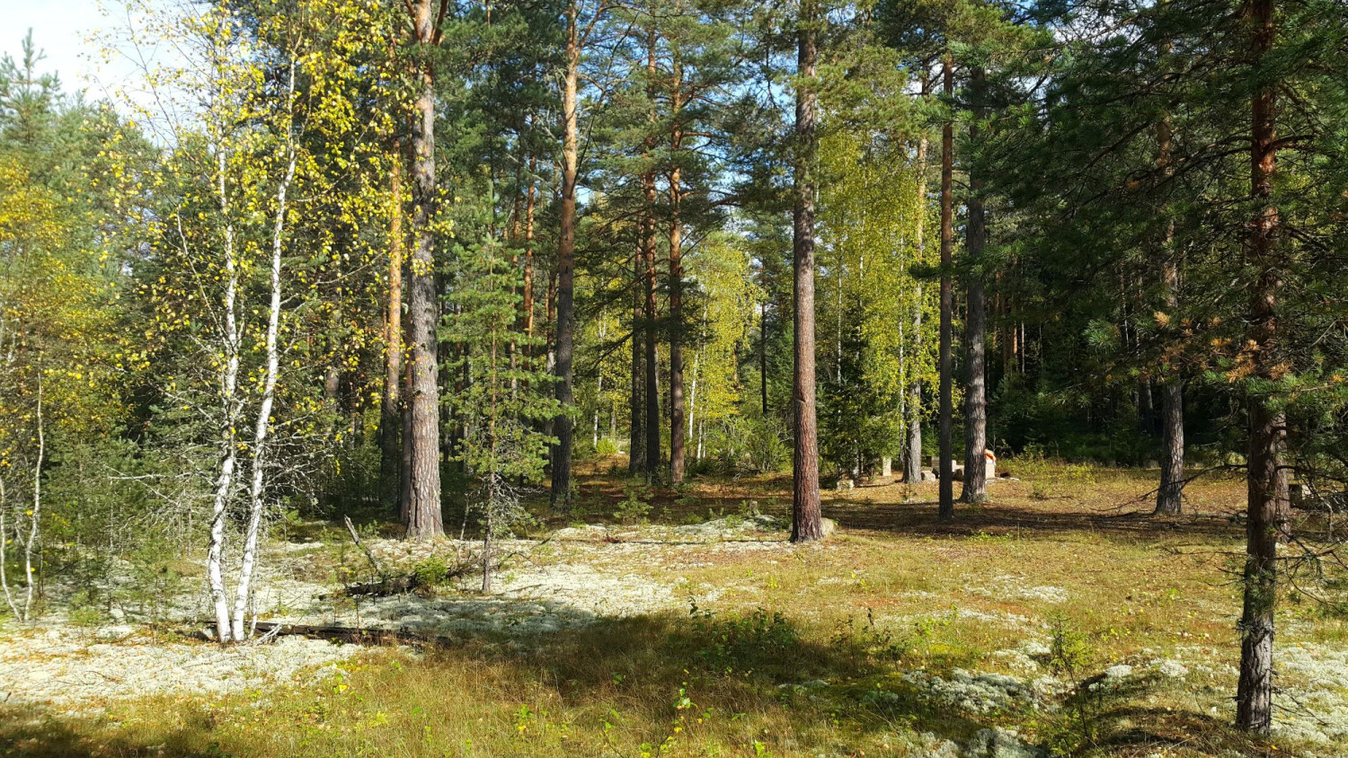Кологривский лес Костромская область