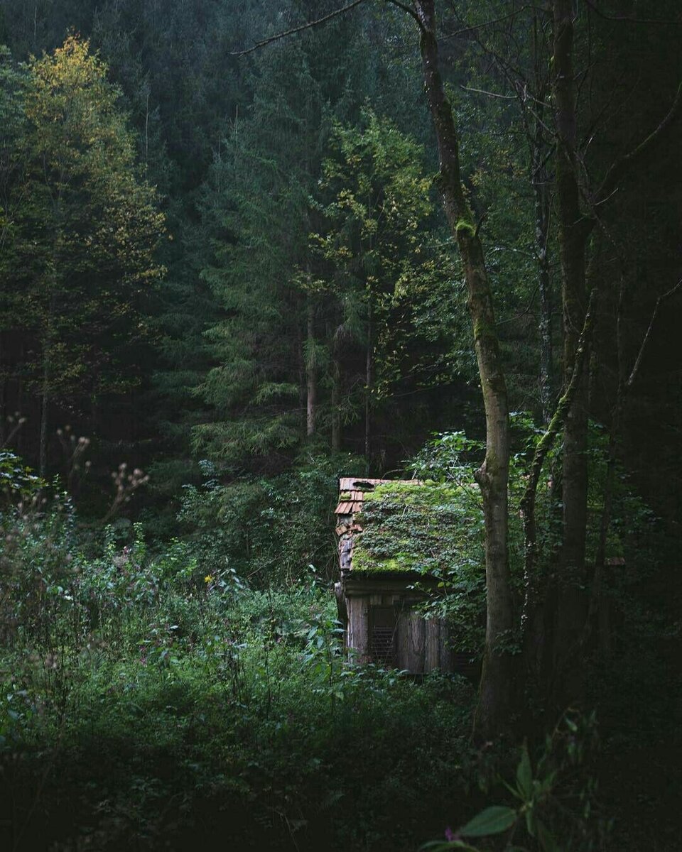 Заброшенный домик в лесу