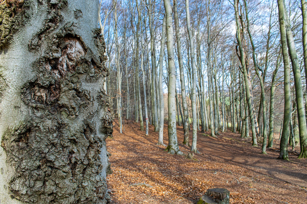 Древний Грабово-буковый лес