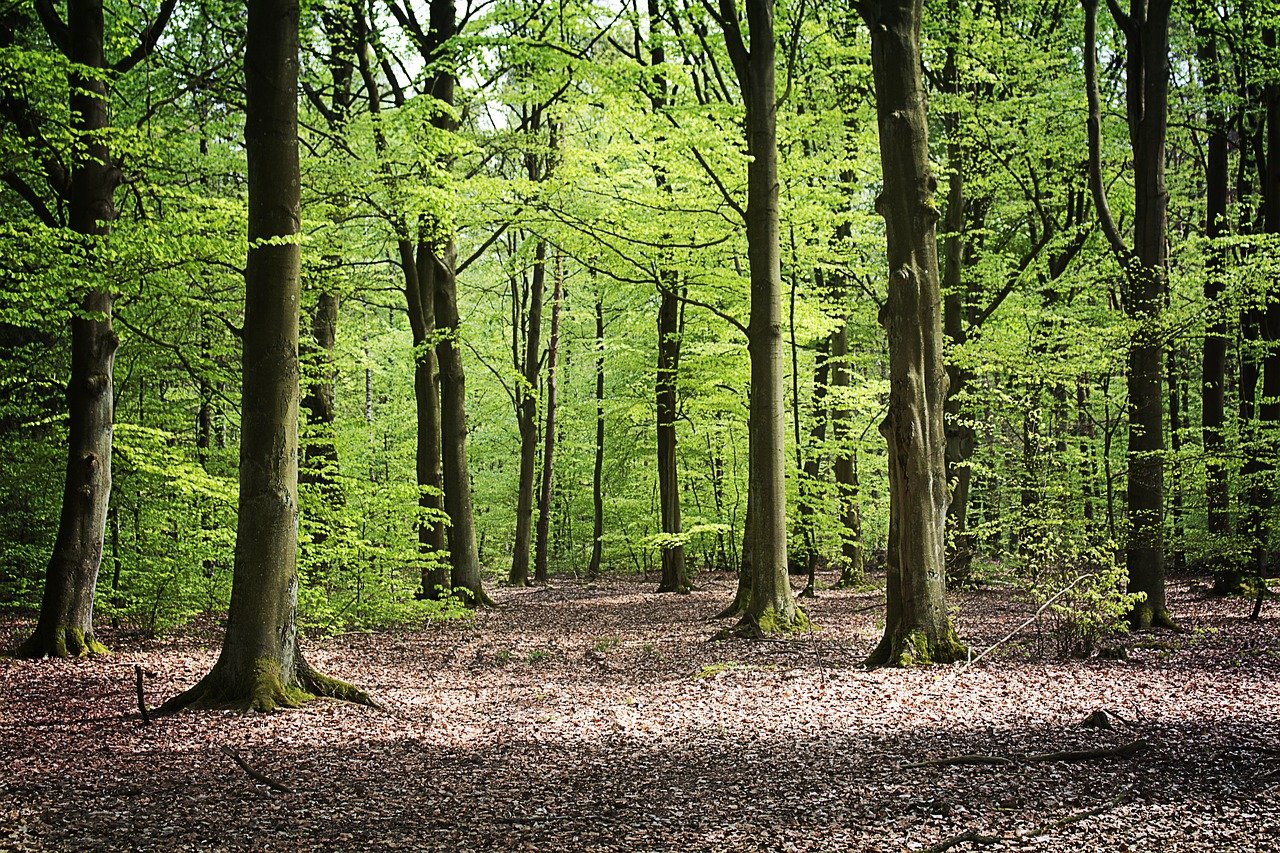Дубово буковые леса Австрии