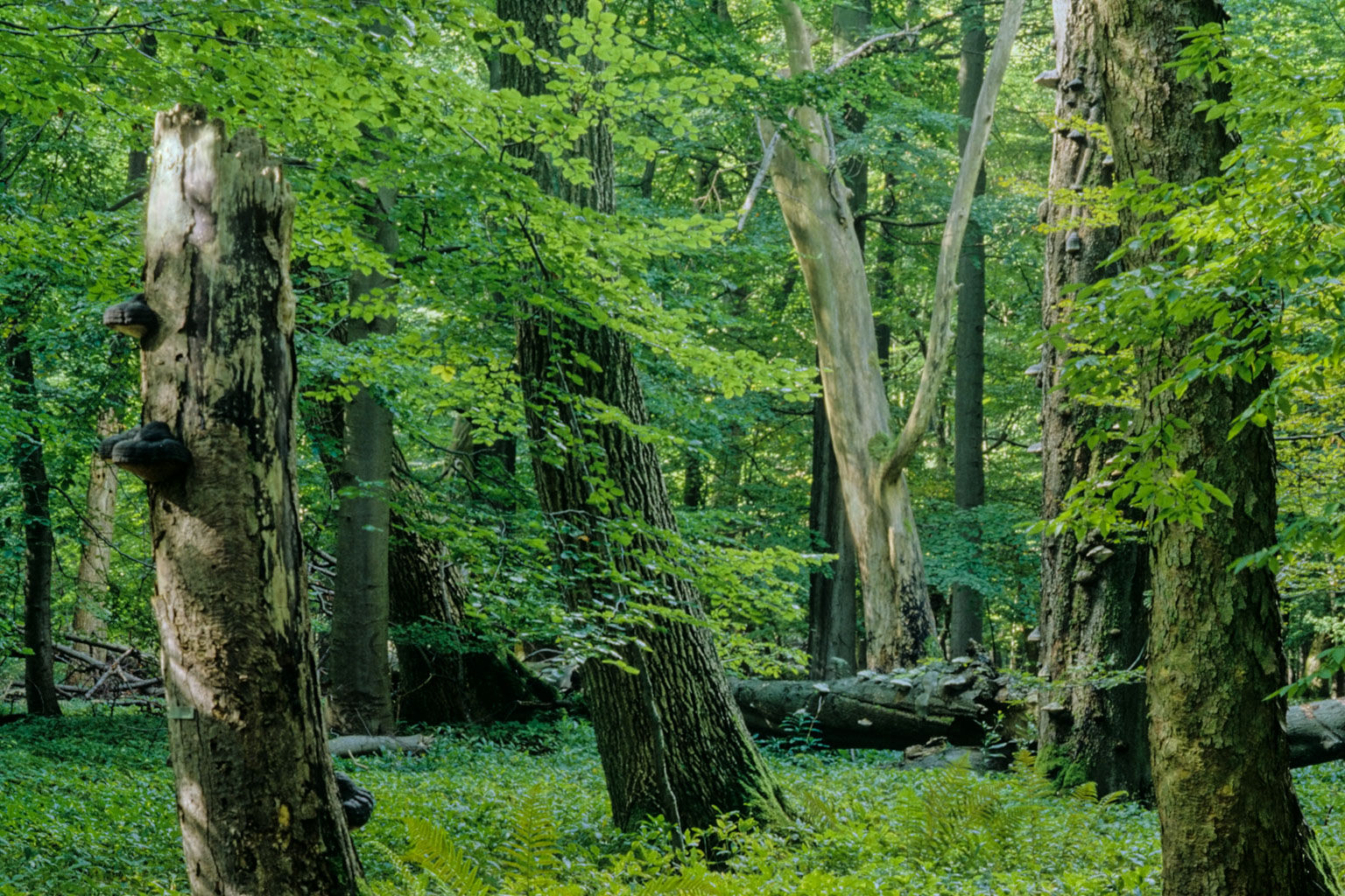Национальный парк тюрингенский лес