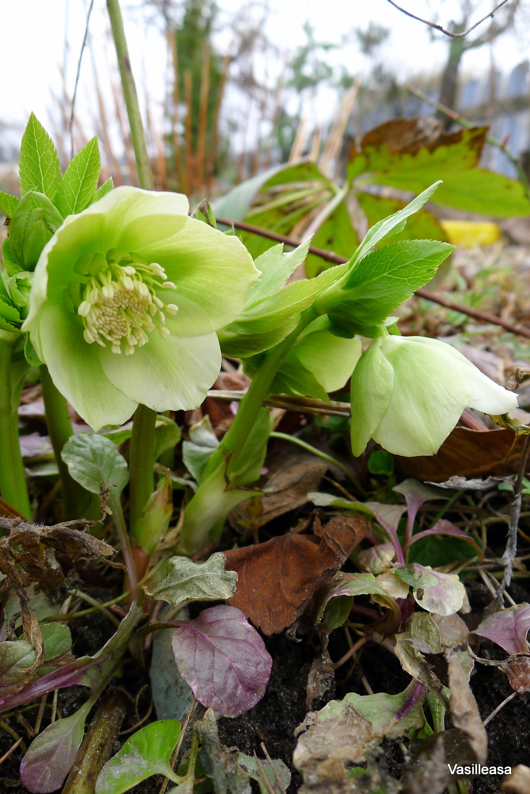 Морозник (Helleborus)