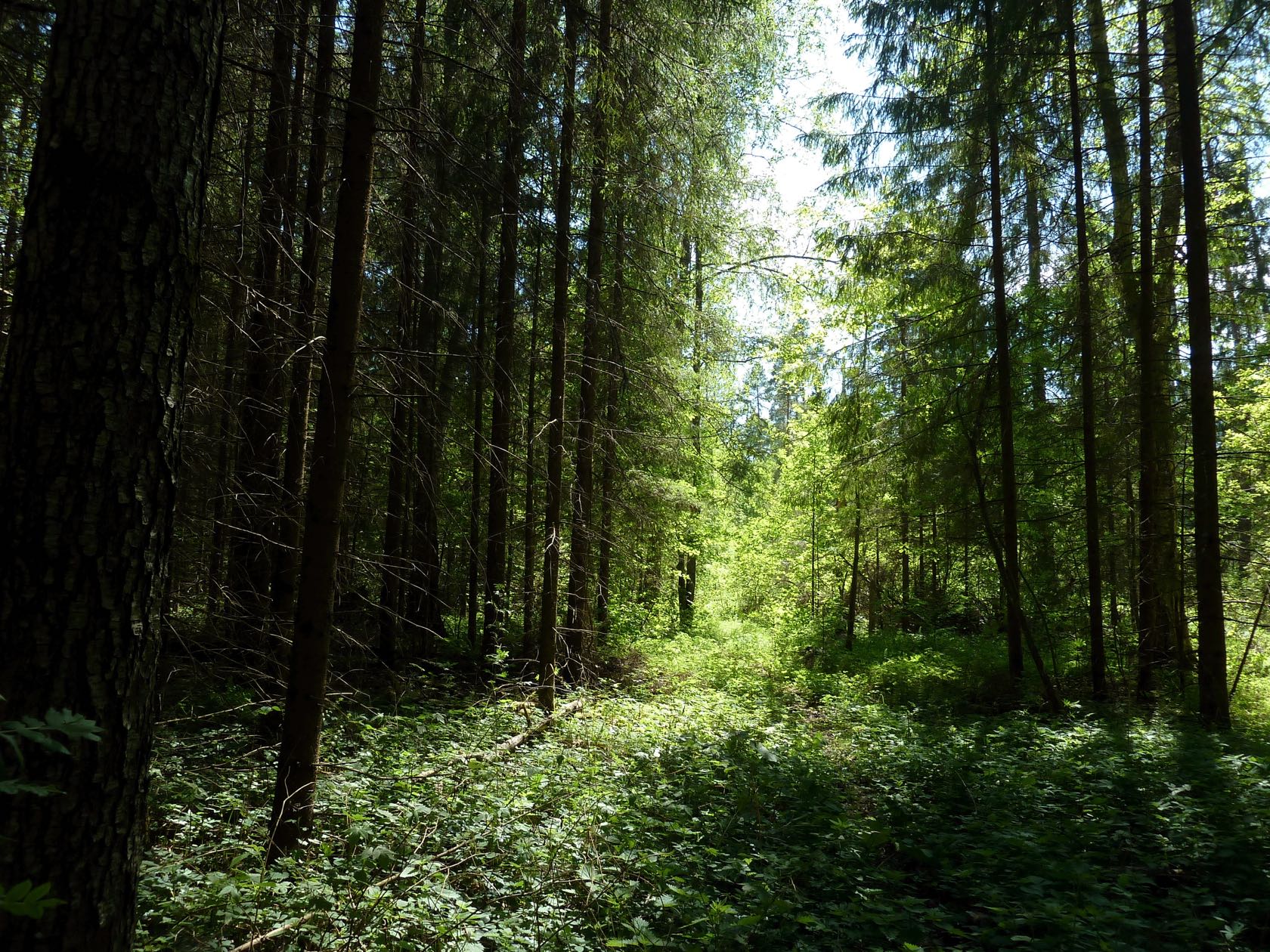 Хвойно-мелколиственный лес