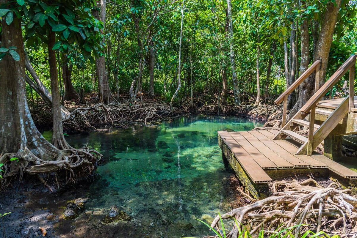 Таиланд мангровые заросли