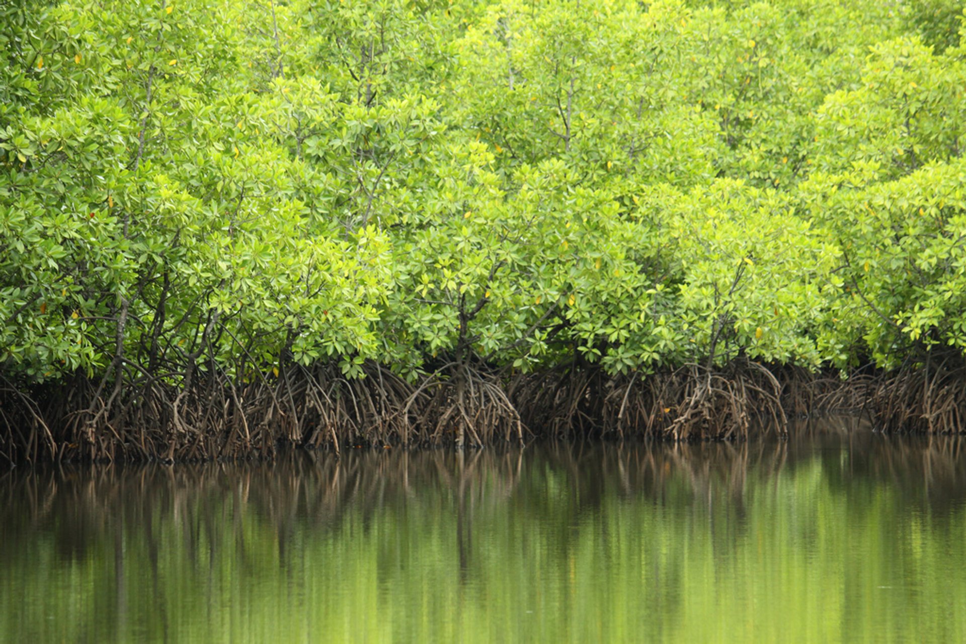 Индонезия мангровые заросли