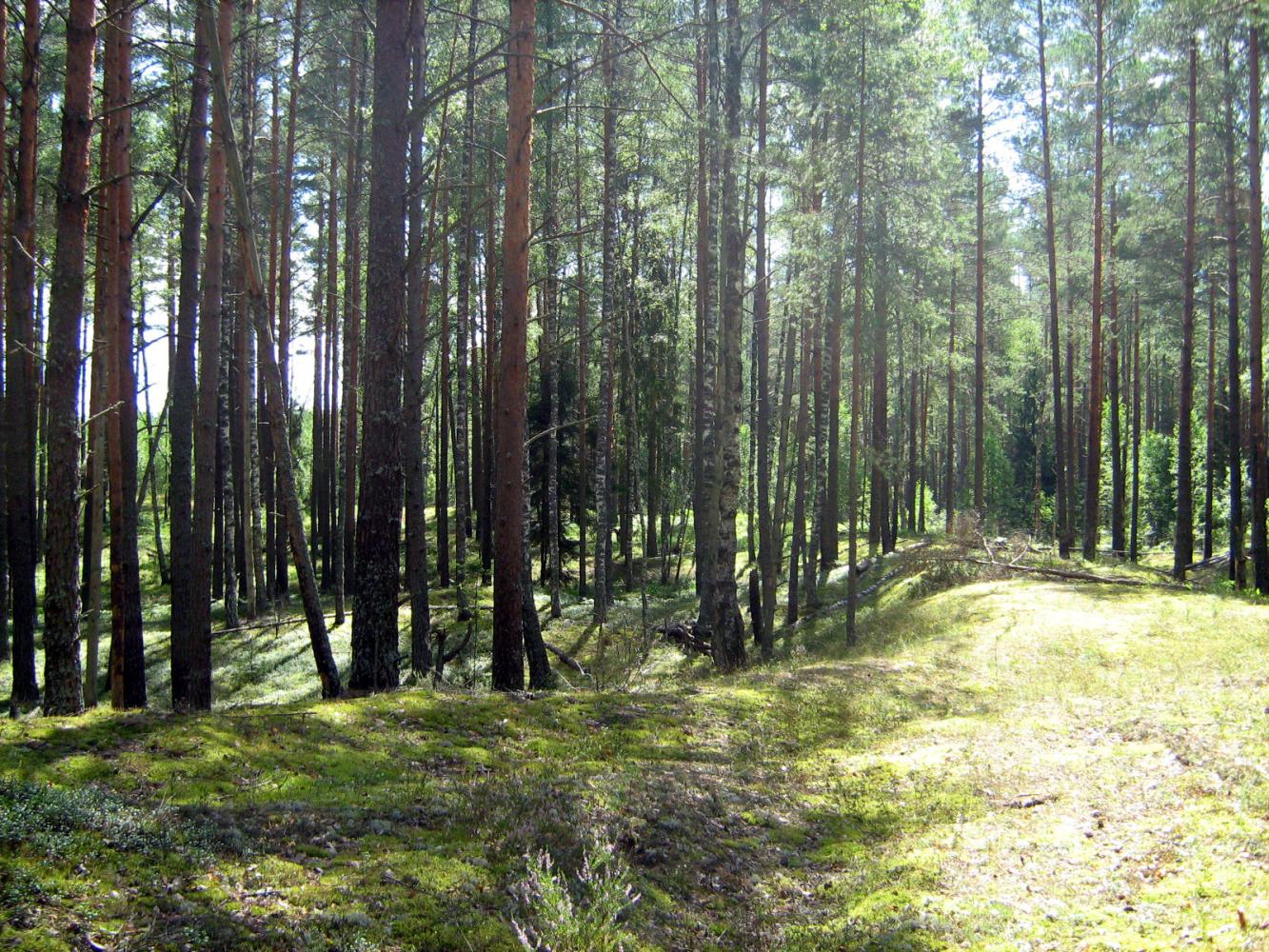 леса смоленской области фото