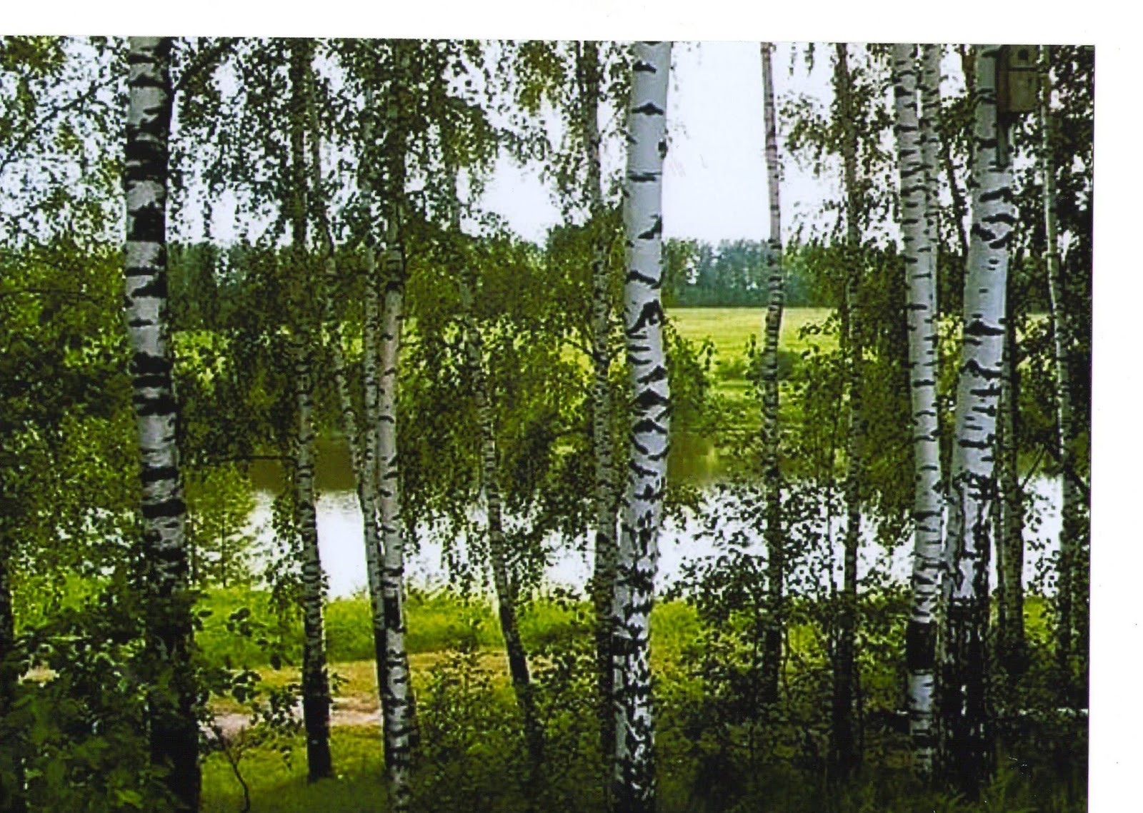 Природа Псковской области летом