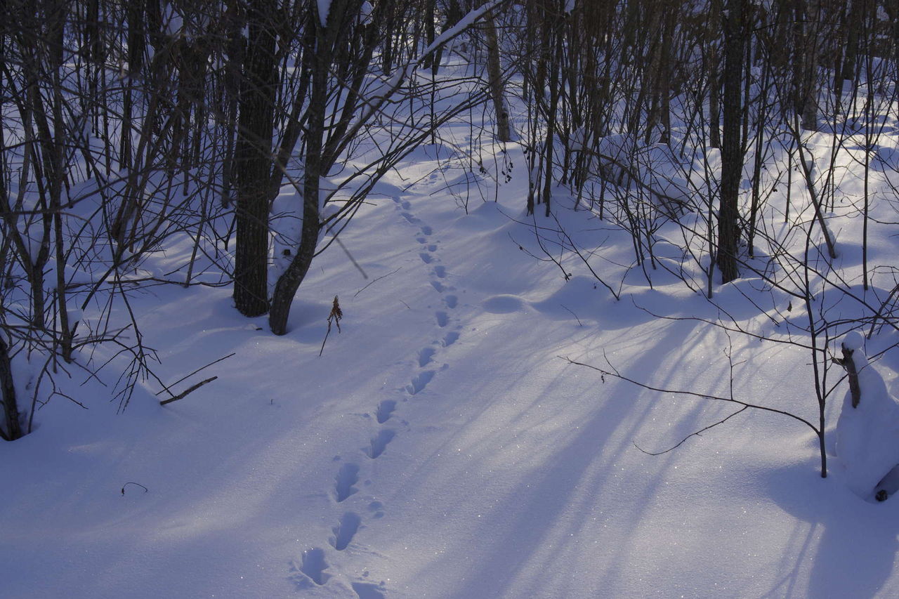 Зимний лес следы на снегу