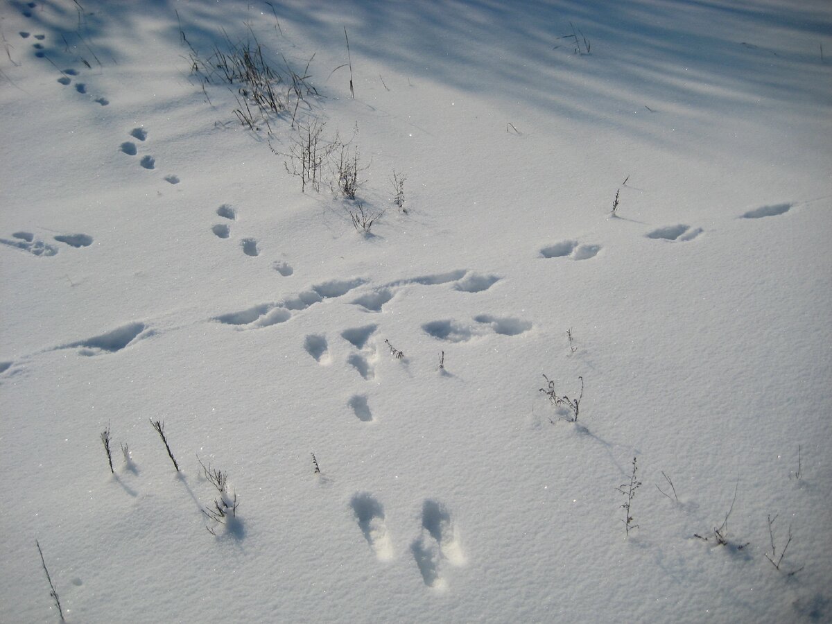 Следы зайца русака на снегу