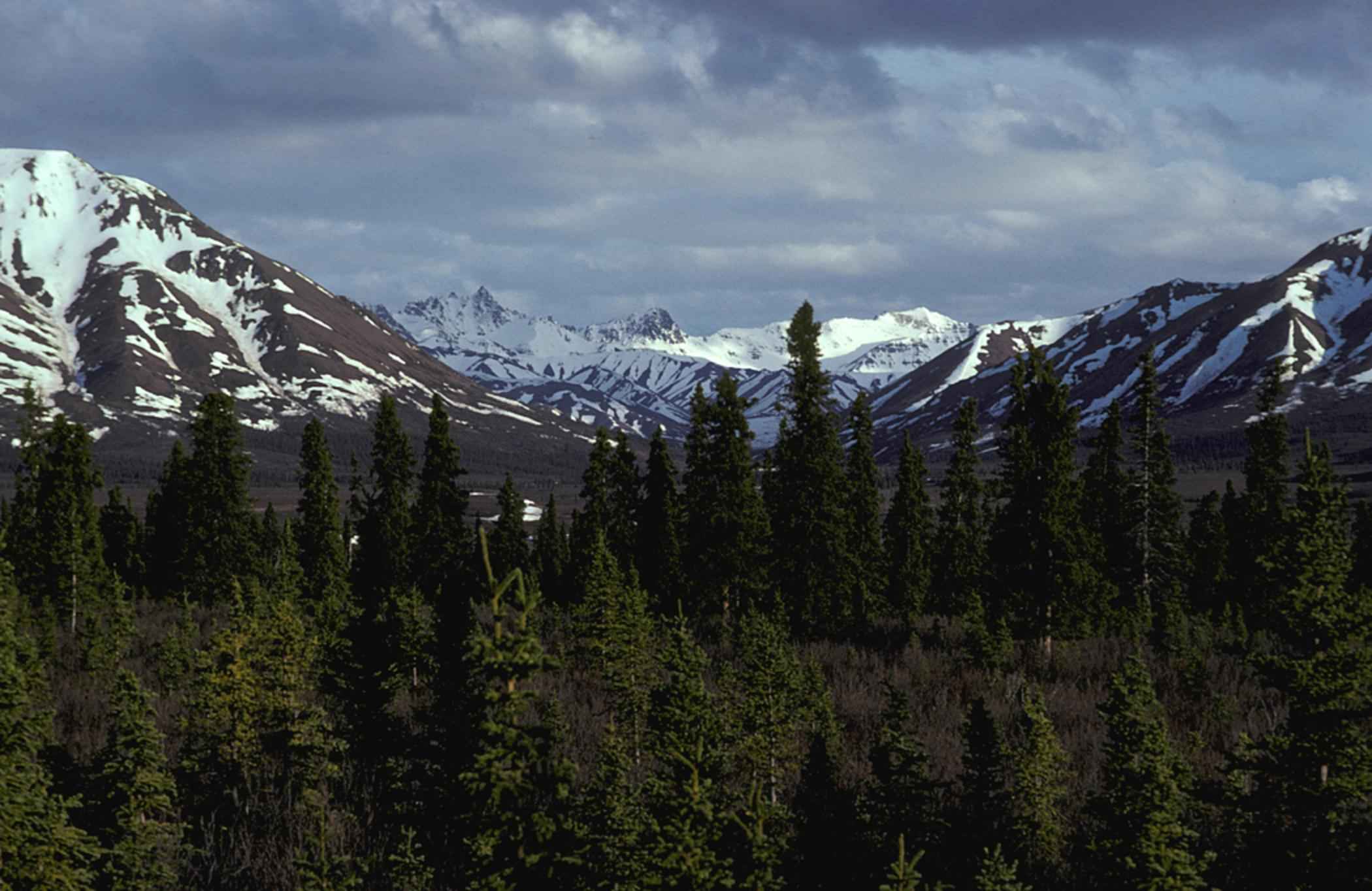 Аляска лес