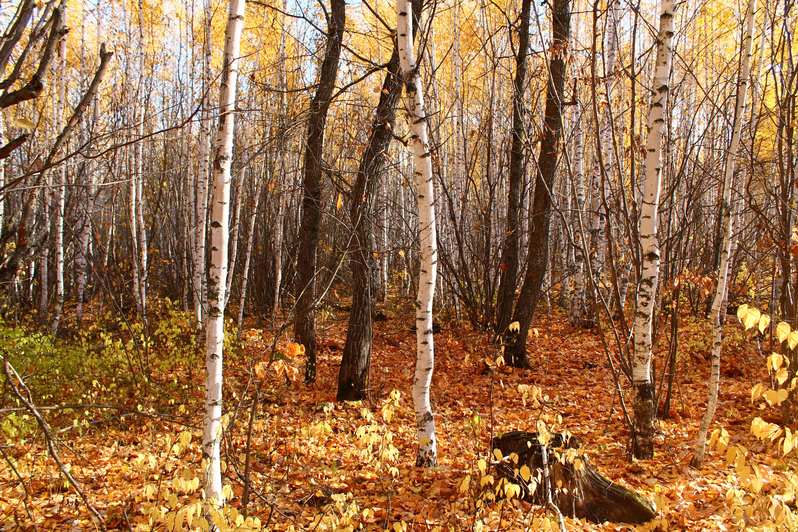 Осенний лес октябрь