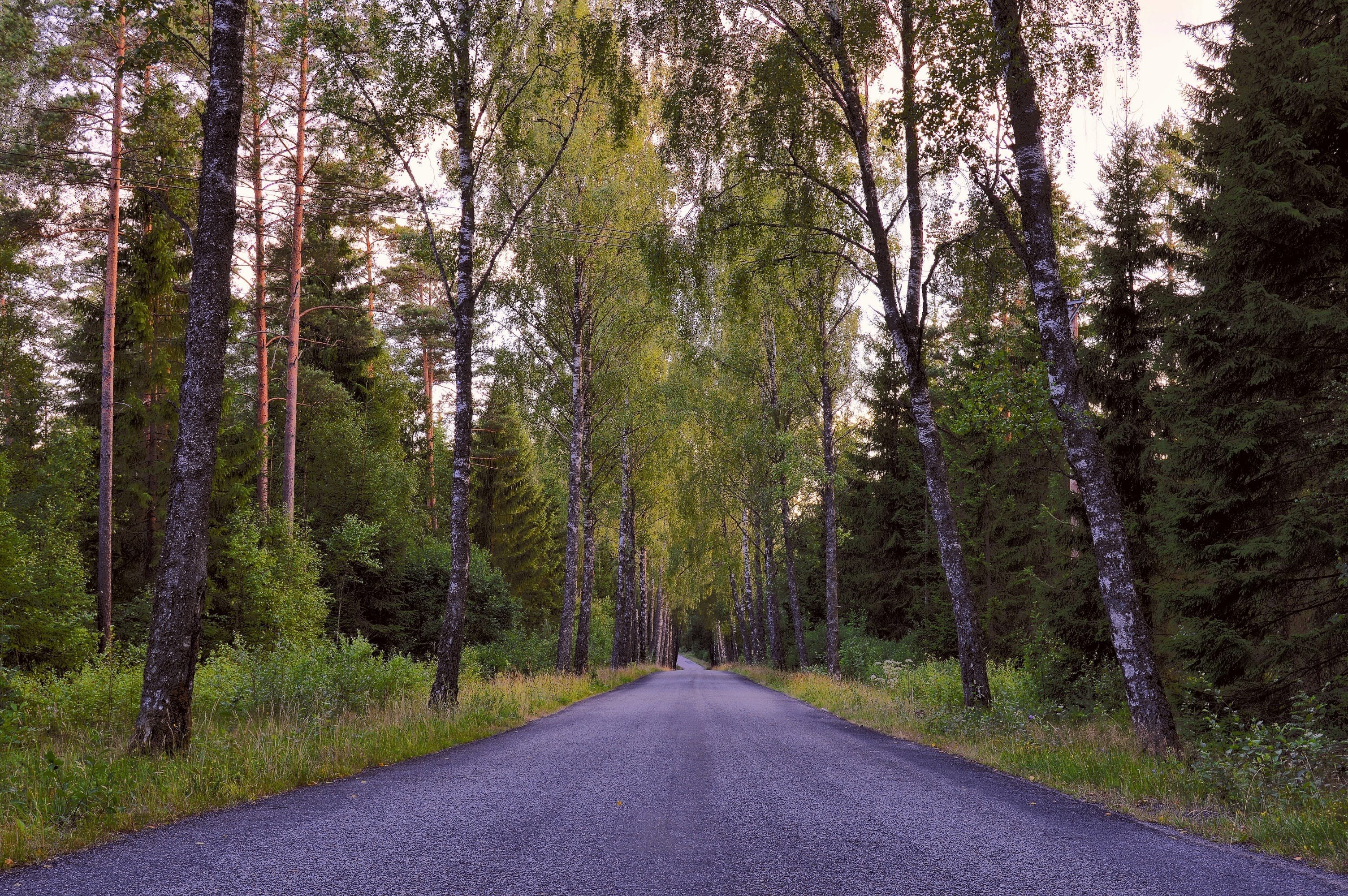Лесная дорога в Швеции