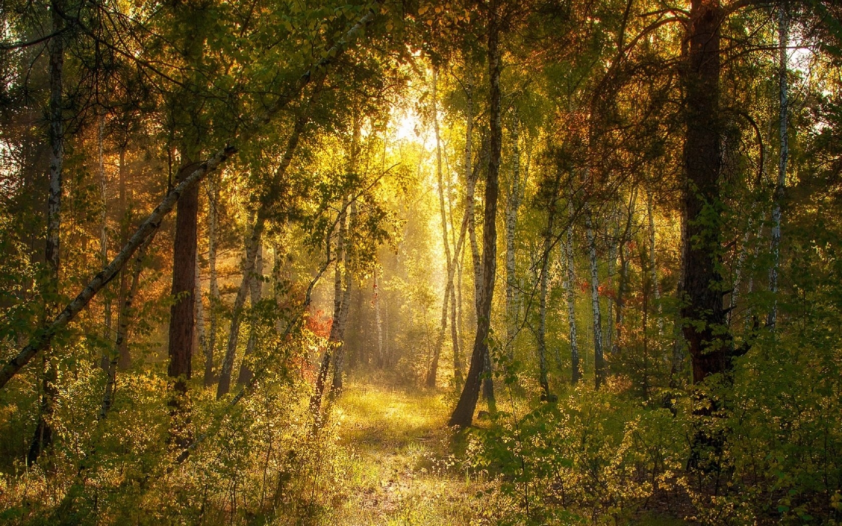 Утро в Сосновом лесу, Шишкин, 1889