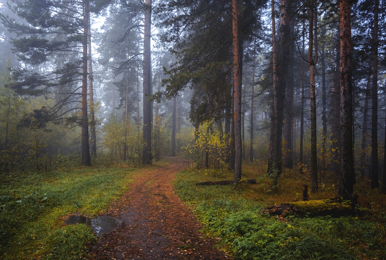 Утренний лес картинки