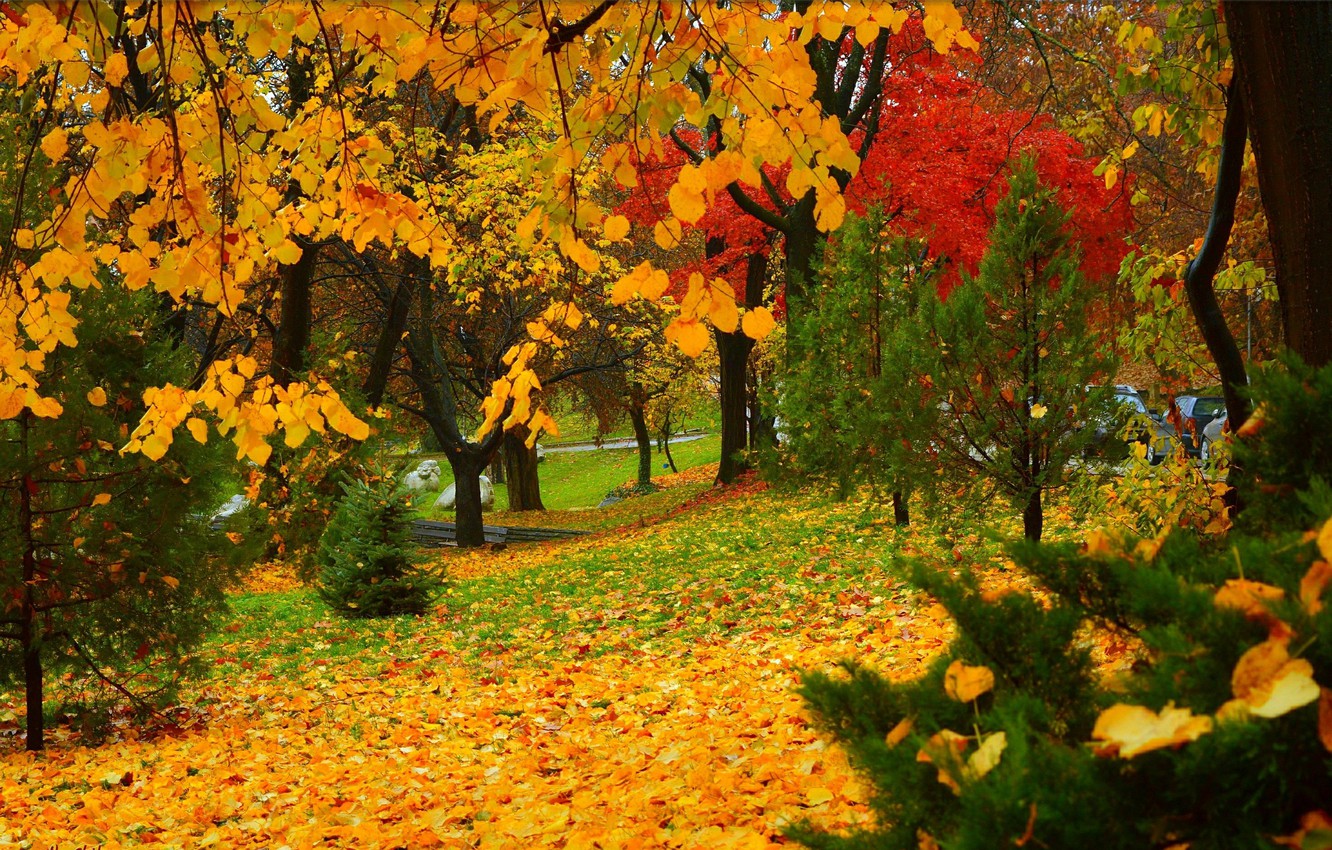 осенние листья листопад картинки