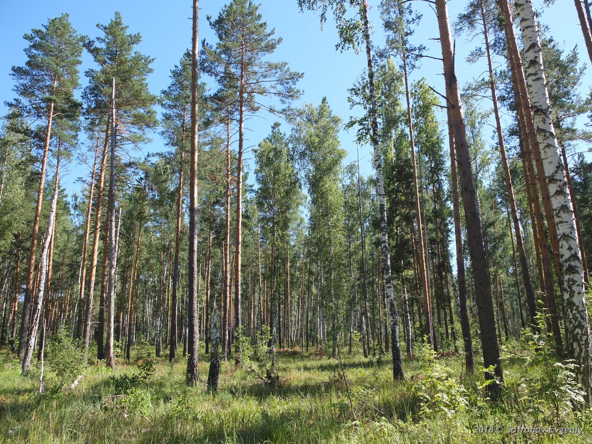 Леса Ульяновской области