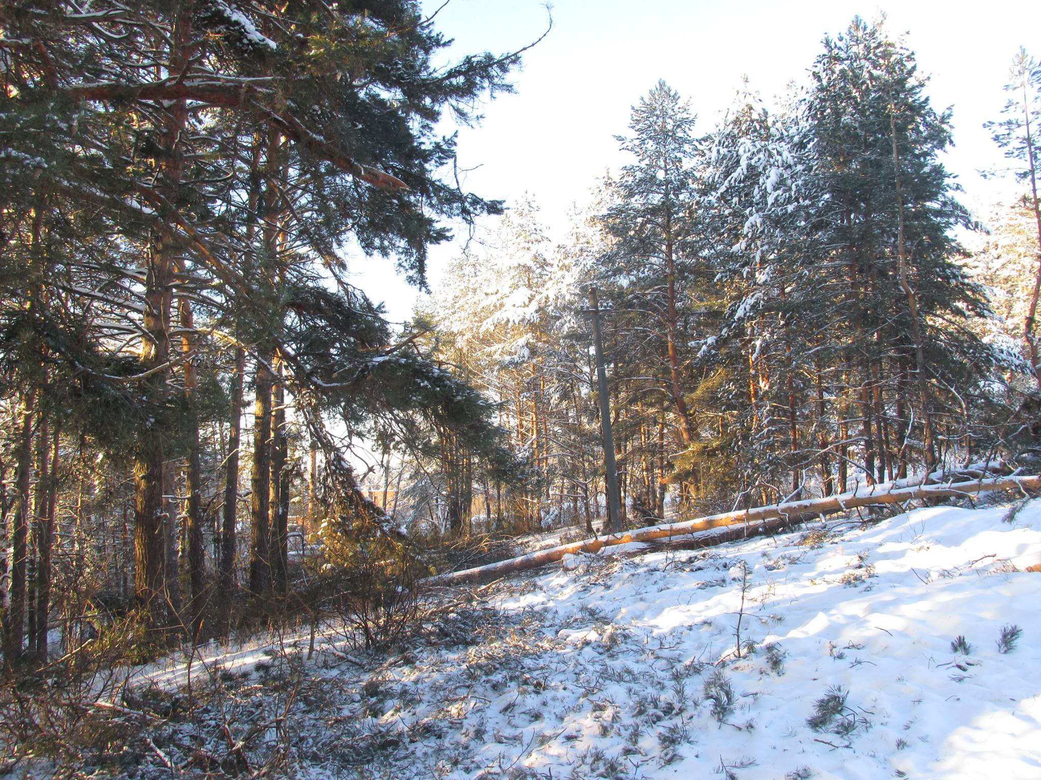 Смешанные леса в Ульяновске