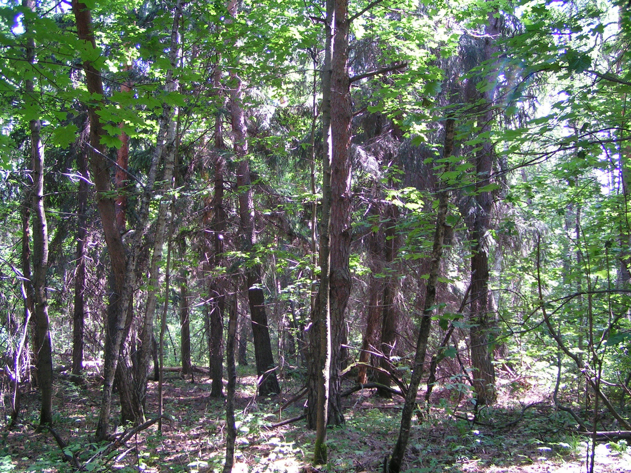 Реликтовые леса верхняя Терешка Ульяновская