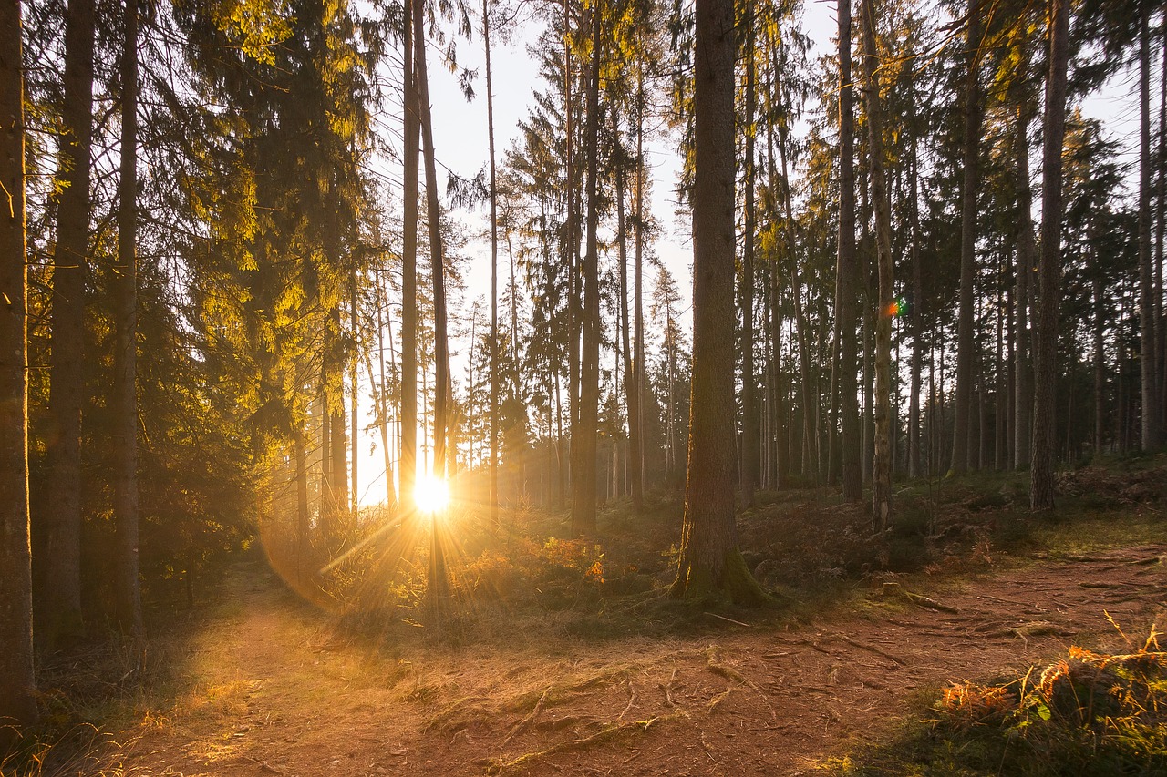 Рассвет в Сосновом лесу