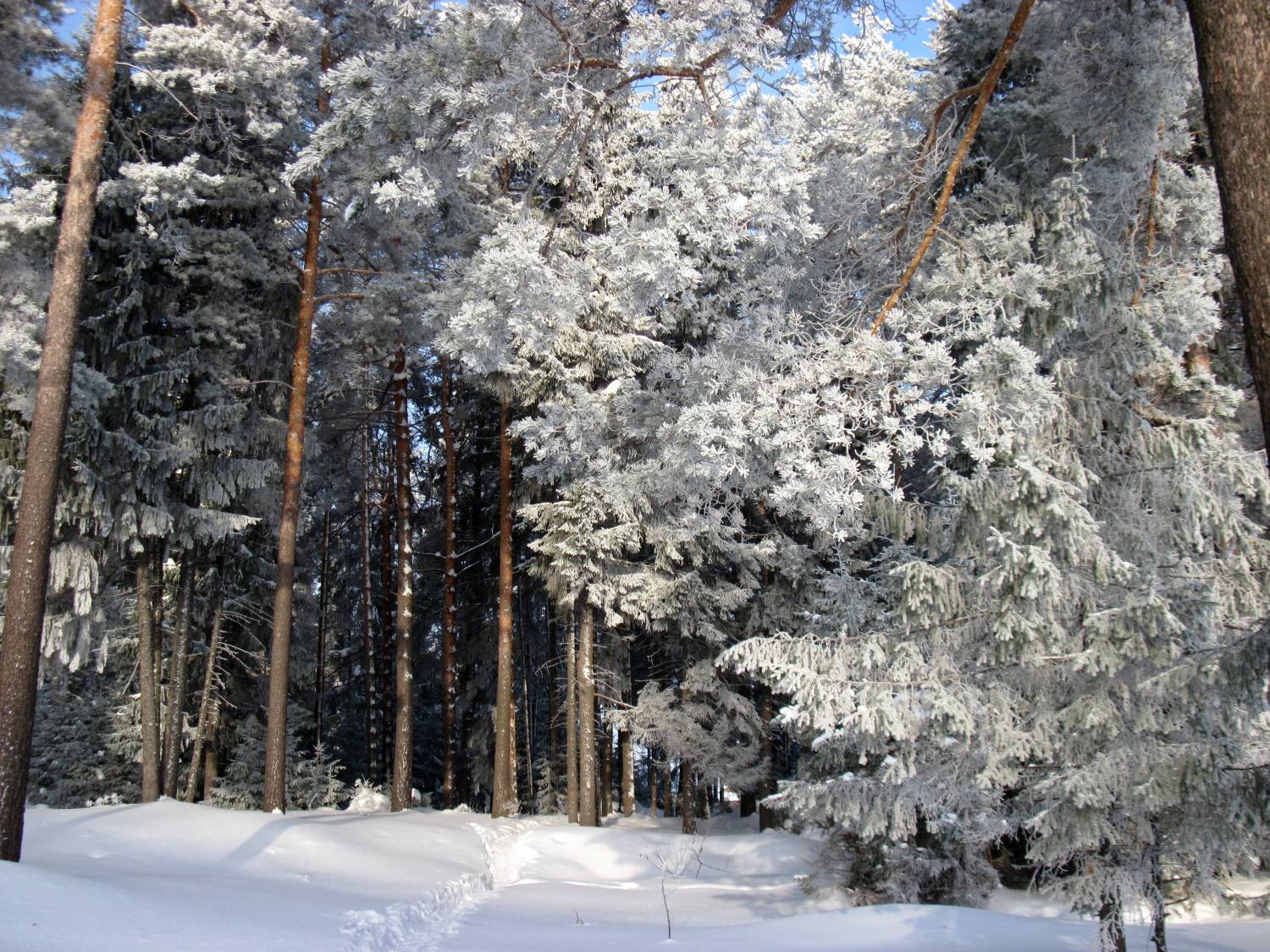 Зимний лес Удмуртия