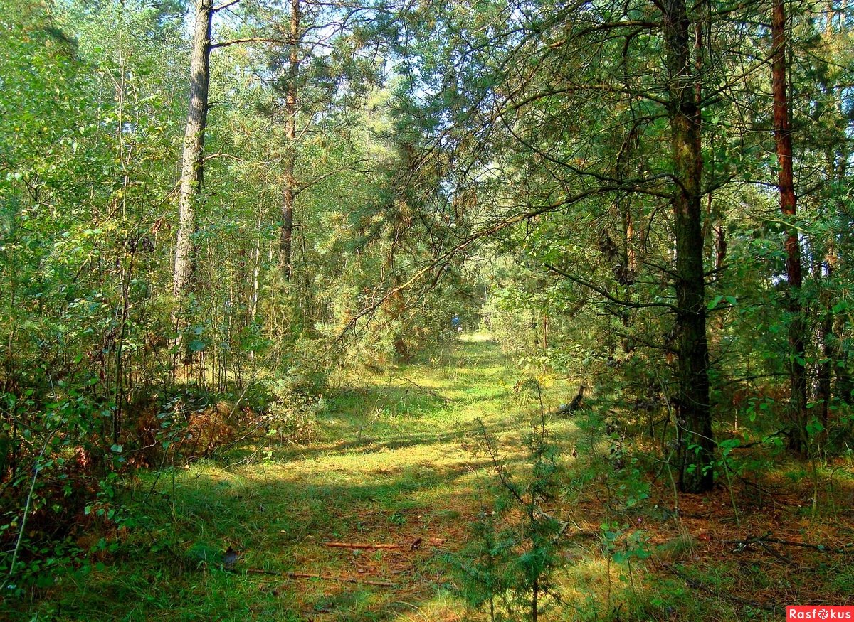 Смешанный лес Удмуртии