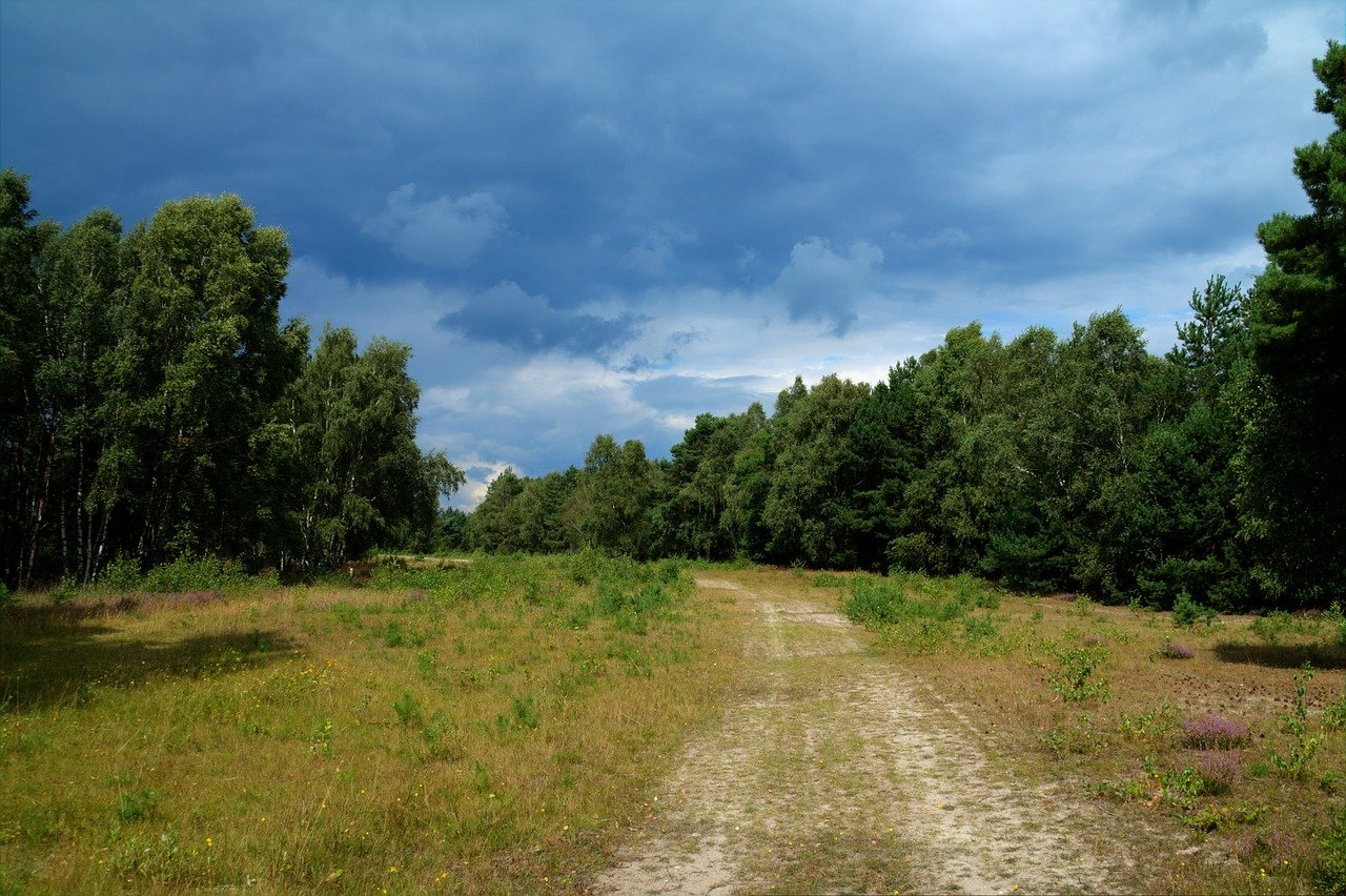 Лес в далеке картинка