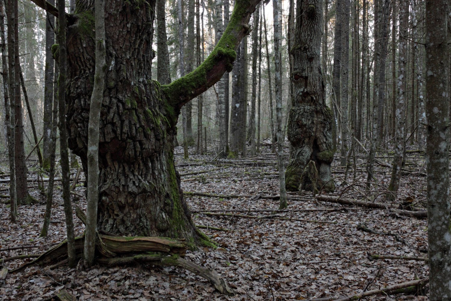 Глухой лес в Шварцвальде