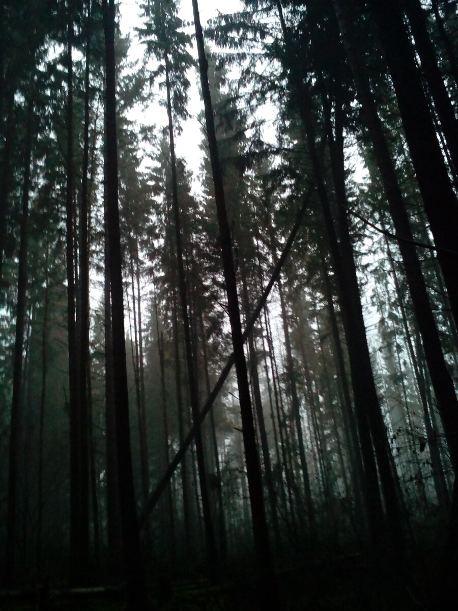 глухой лес фото