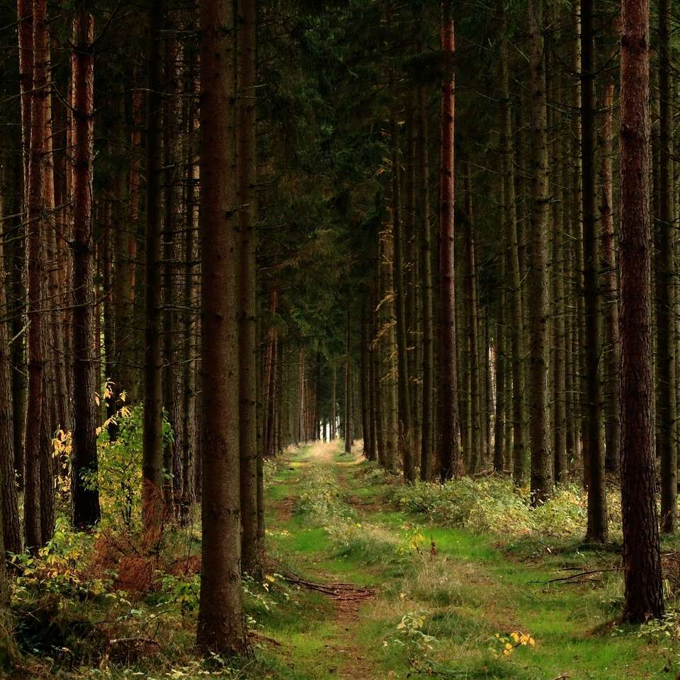 Хвойный лес фото