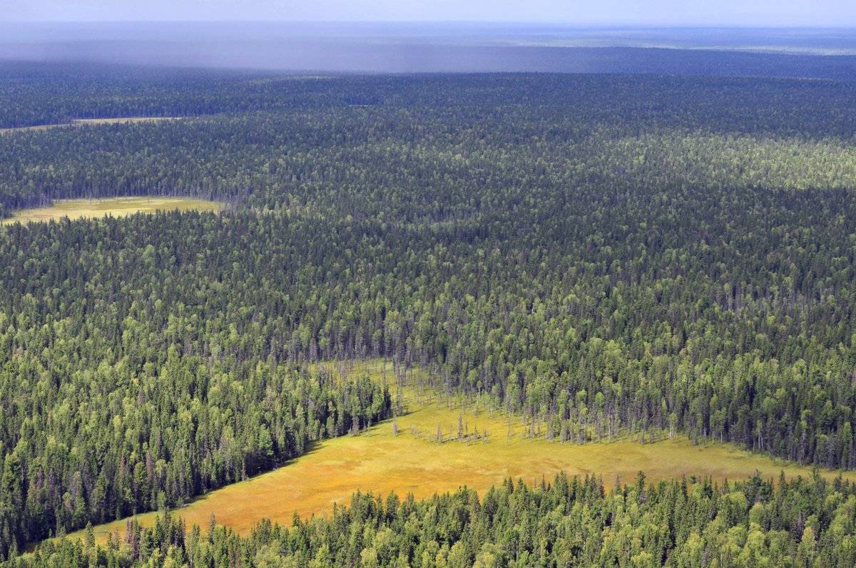 Девственные леса Республики Коми