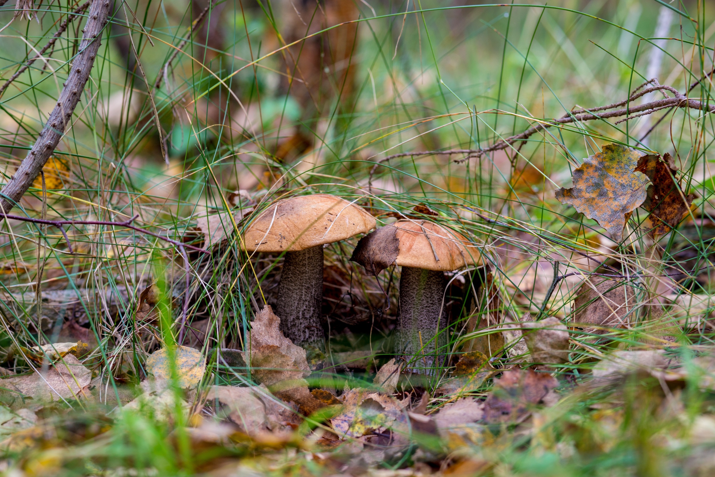 Лыткаринский лес грибы