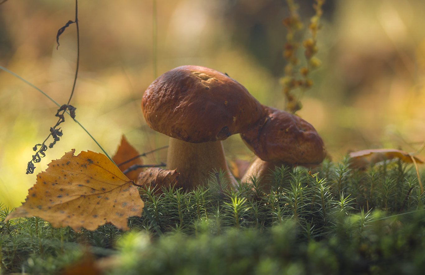 Сентябрь природа грибы