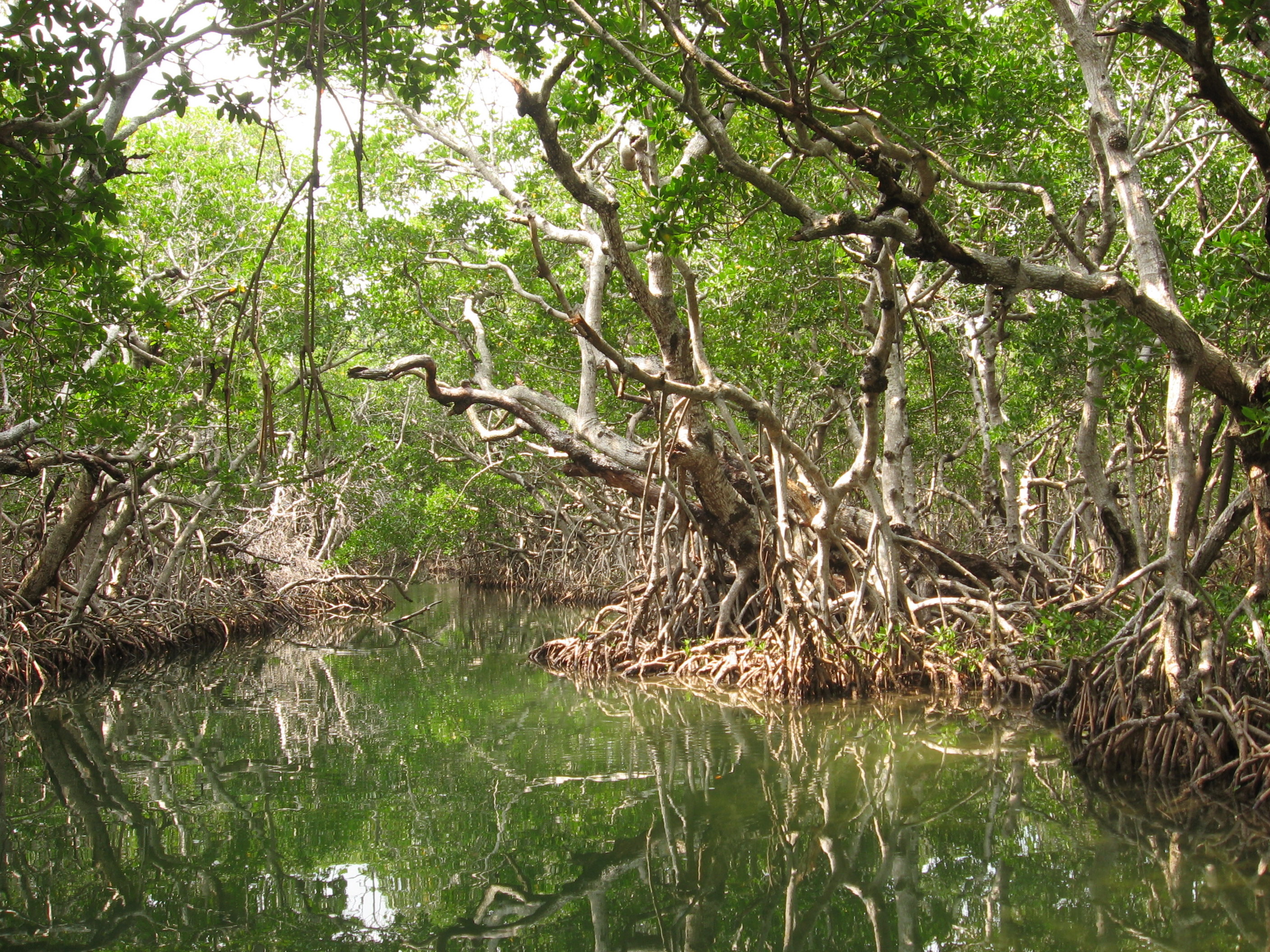 мангровые заросли австралии