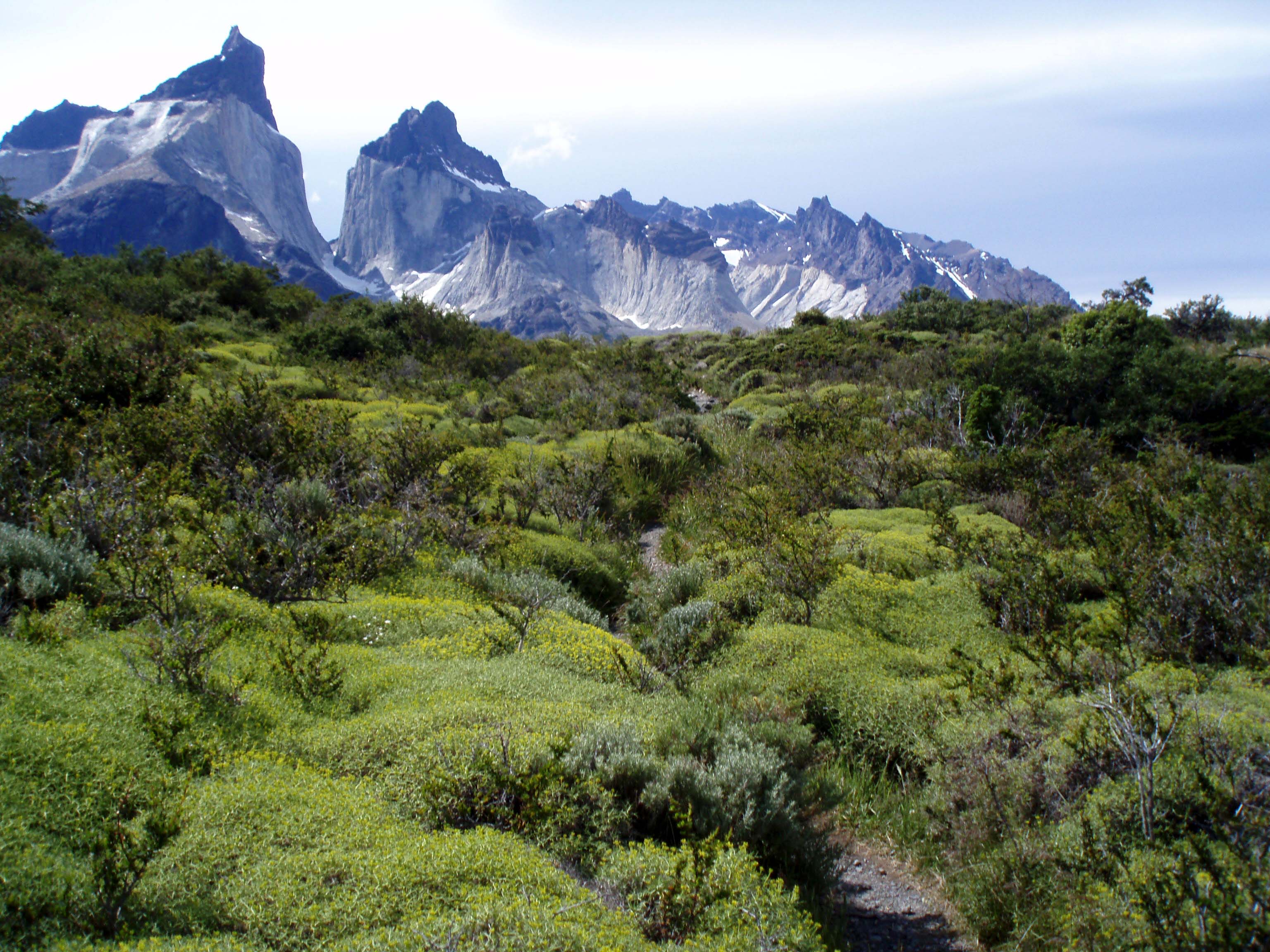 Растительный мир Патагонии в Южной Америке