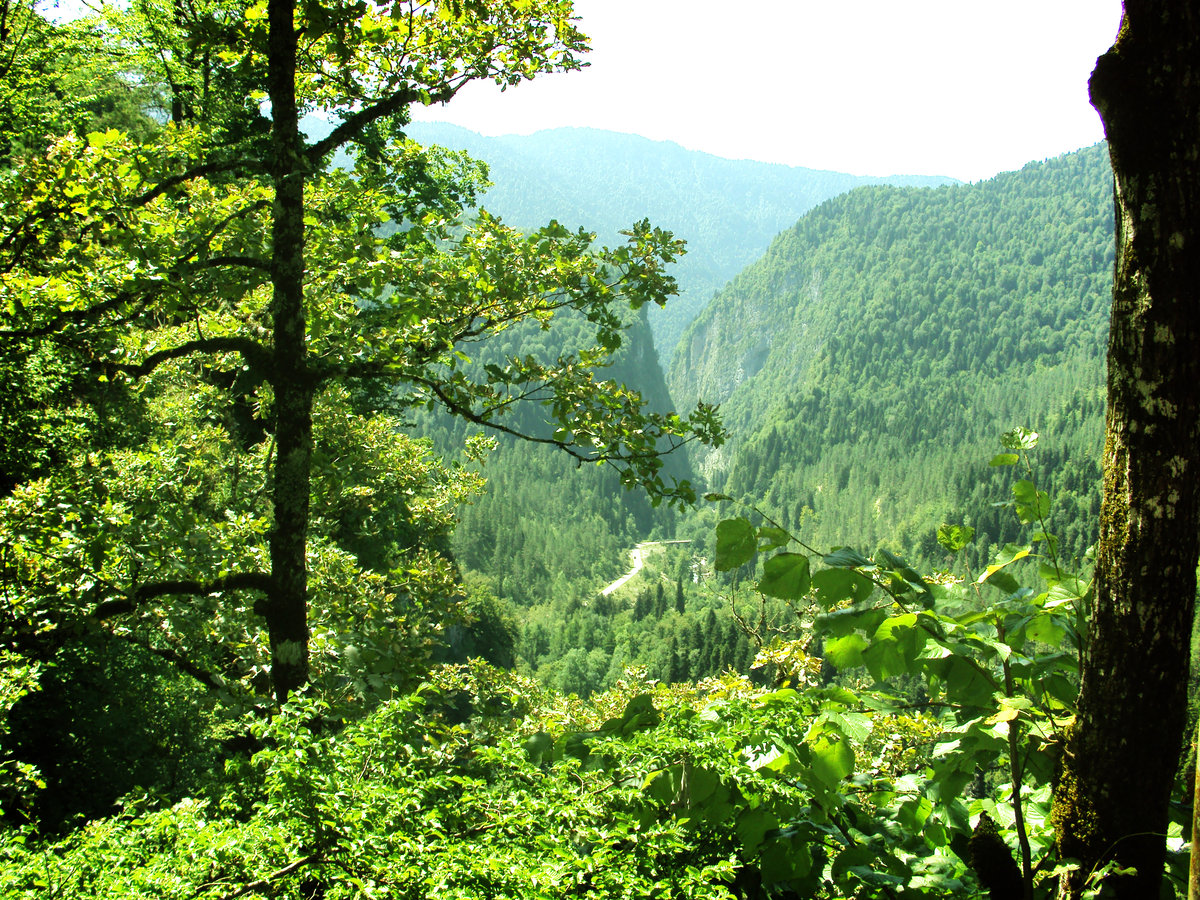 Буковые леса Абхазия